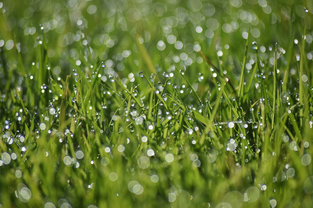 dew drops, grass, morning dew