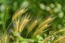 foxtail barley, grass, weed