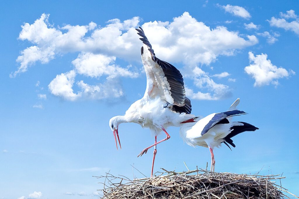 storks, birds, nest