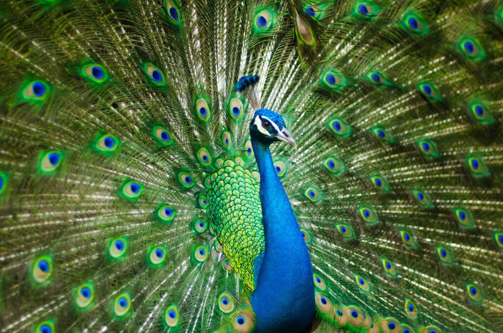 peafowl, peacock, bird, feathers, pattern, design, peacock feathers, nature, plumage, exotic bird, ave, avian, ornithology, animal world, india, peacock, peacock, peacock, peacock, peacock, india, india