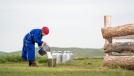 A Mongolian woman in traditional clothing pouring milk outdoors on a farm.