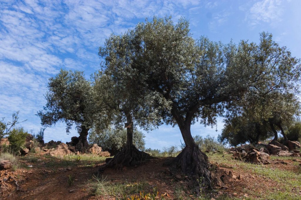 Picturesque landscape of olive trees under a clear blue sky in rural Spain.