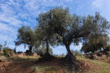 Picturesque landscape of olive trees under a clear blue sky in rural Spain.