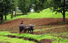 plough, buffalo, tilling, ploughing, primitive, agriculture, hill-side, dangs, ahwa, tribes, tribal, western ghats, hills, gujarat, india, ploughing, ploughing, ploughing, ploughing, ploughing, gujarat